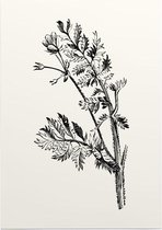 Gevlekte Scheerling zwart-wit (Hemlock Stocks Bill) - Foto op Posterpapier - 50 x 70 cm (B2)