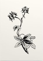 Wateraardbei zwart-wit (Marsh Clinquefoil) - Foto op Posterpapier - 29.7 x 42 cm (A3)