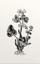 Gewone Dotterbloem zwart-wit (Marsh Marigold) - Foto op Forex - 60 x 90 cm