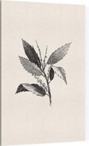 Kastanje zwart-wit (Leaf of Chestnut) - Foto op Canvas - 60 x 90 cm