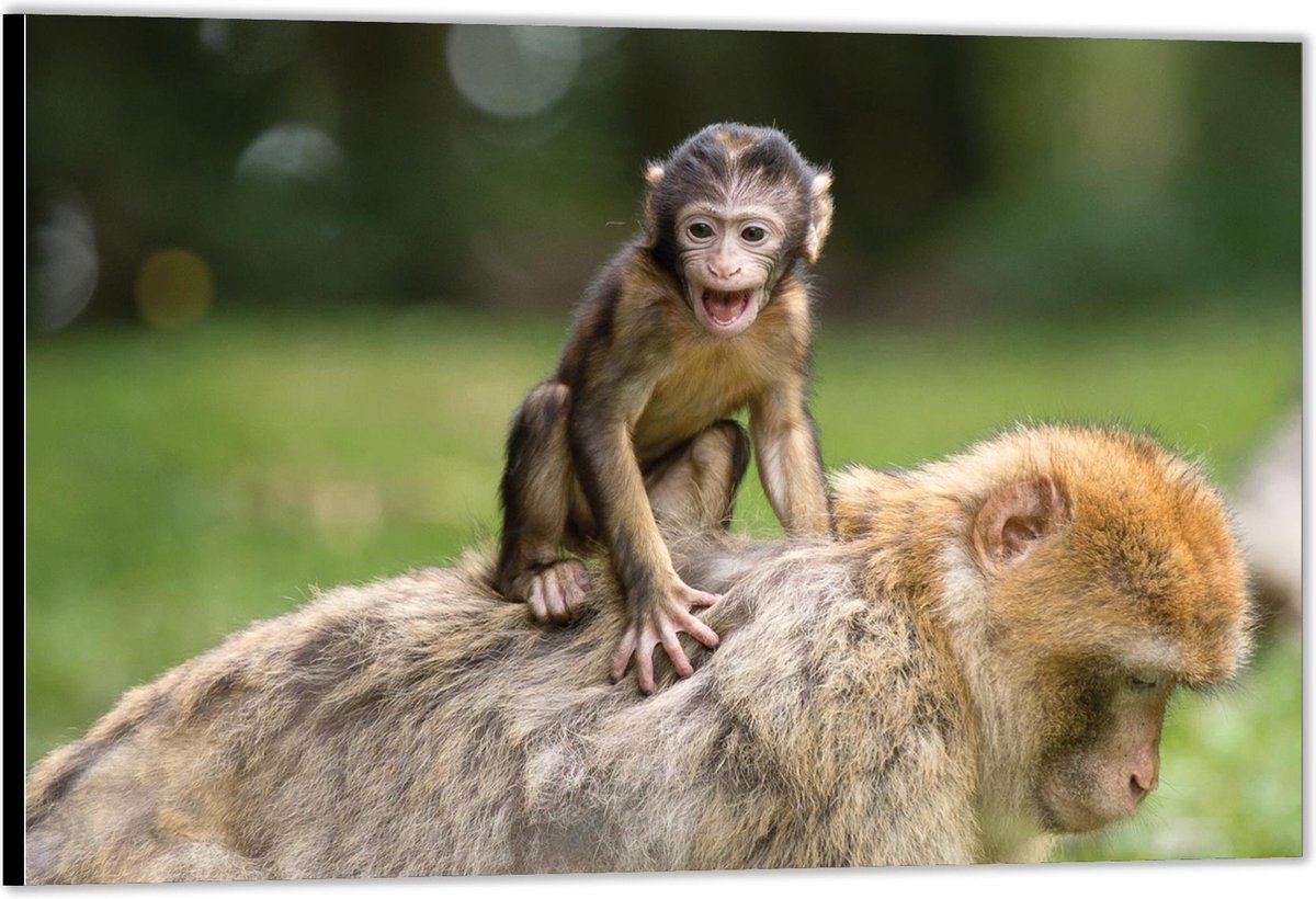 Dibond –Moeder Aap met Baby Aapje op haar rug– 40x30 Foto op Aluminium (Met Ophang)
