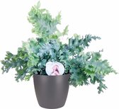 Phlebodium ‘Davana’ in ELHO sierpot (antraciet) - 48 cm, Ø 18 cm