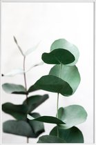 JUNIQE - Poster in kunststof lijst Eucalyptus 5 -30x45 /Groen & Wit