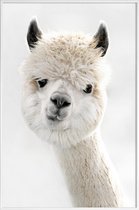 JUNIQE - Poster in kunststof lijst Alpaca met scheve kop -60x90 /Wit