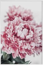 JUNIQE - Poster in kunststof lijst Peony in Focus -30x45 /Grijs & Roze