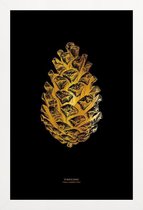 JUNIQE - Poster met houten lijst Pinecone gouden -20x30 /Goud & Zwart