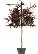 Leibeuk rood | Fagus sylvatica Atropunicea | Stamomtrek: 10-12 cm | Stamhoogte: 150 cm | Rek: 120 cm