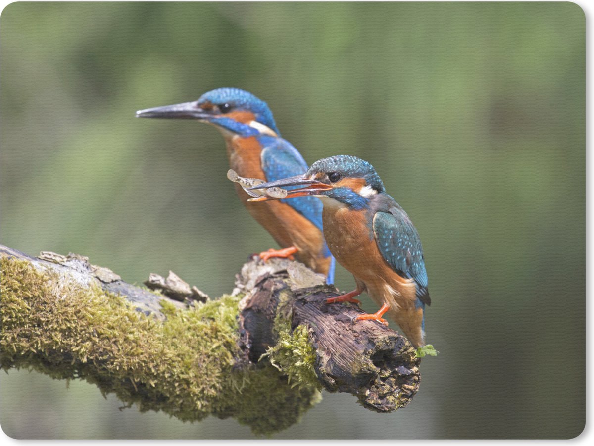 Muismat Ijsvogel - Ijsvogels met vis muismat rubber - 23x19 cm - Muismat met foto