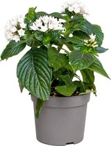 Pentas Wit per 3 stuks | binnen- en buitenplant  in kwekerspot ⌀13 cm - ↕20-25 cm