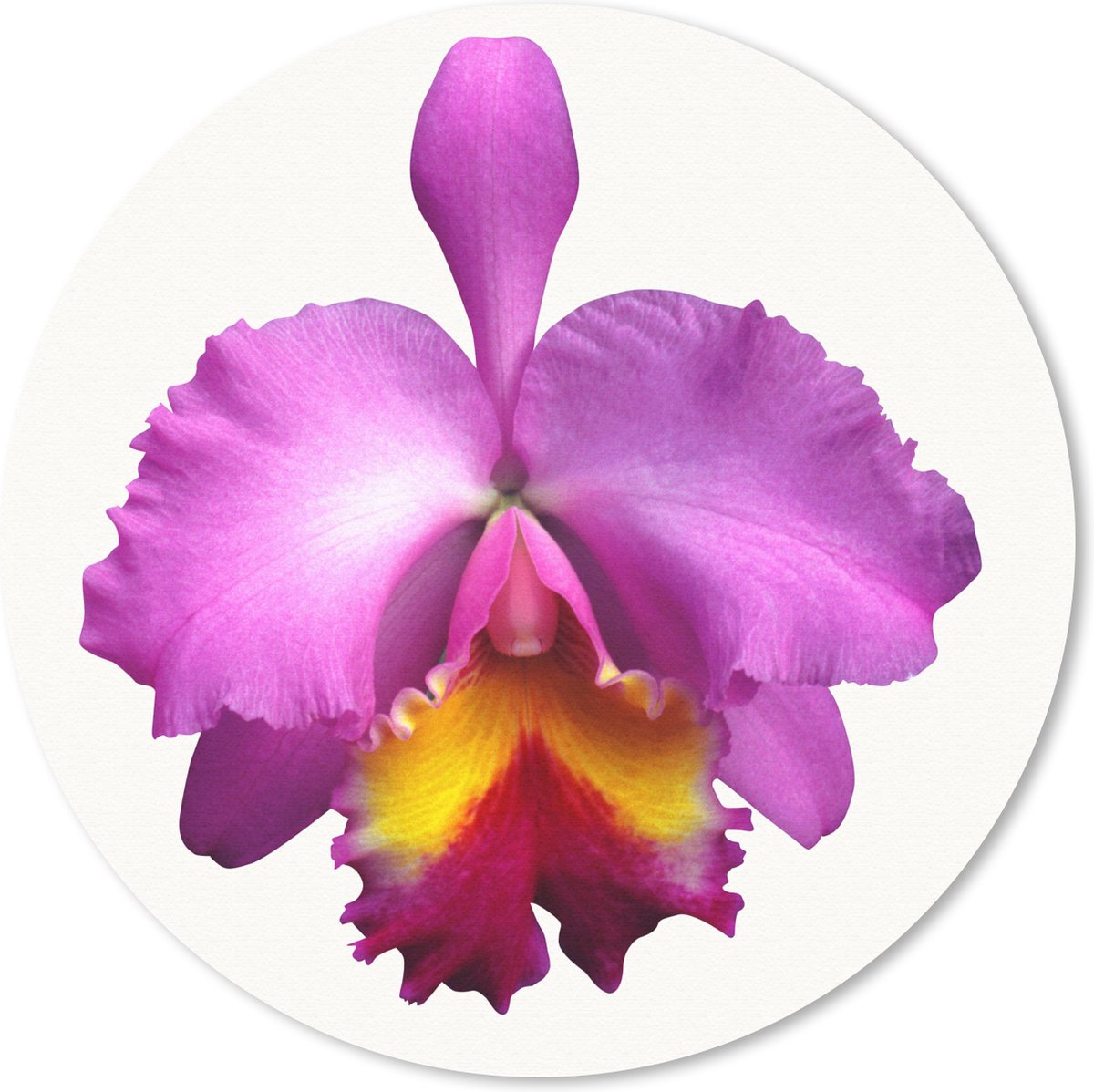 Muismat rond 30x30 cm - Mousepad Close-up Orchidee - Ronde muismatten