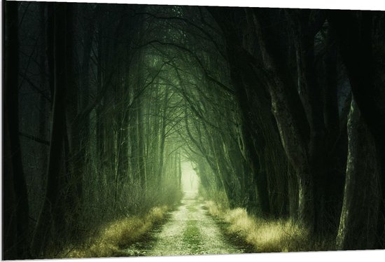 Dibond - Chemin de Lumière en Forêt Sombre - Photo 120x80cm sur Aluminium (Avec Système de Suspension)