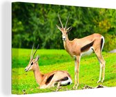 Canvas Schilderij Gazelle - Gras - Dieren - 60x40 cm - Wanddecoratie