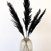 Pampasgras Gedroogd Zwart - 5 stuks 100cm - Droogbloemen & Droogboeketten Dry FLWRS®