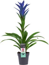 Mama's Planten - Guzmania - Bromelia - Ocean Blue - Bloeiende Kamerplant - Geeft Sfeer En Zuurstof - ↨ 55cm - ⌀ 13cm