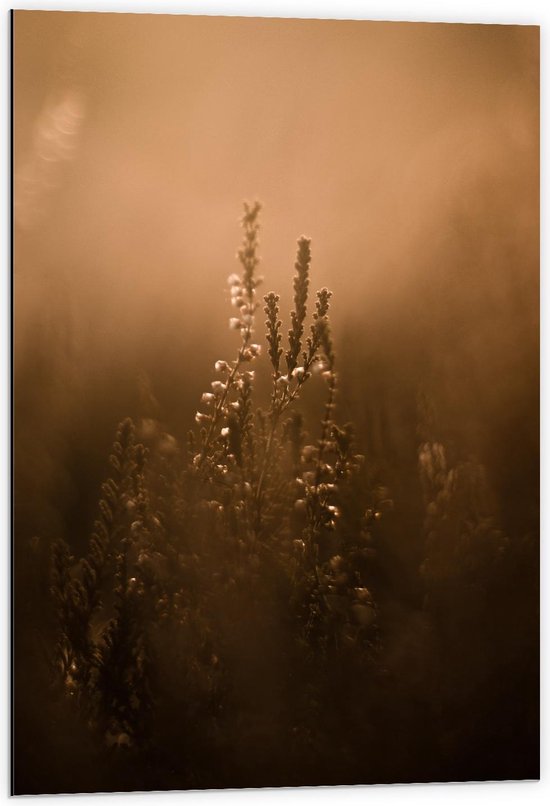 Dibond - Bloeiende Plantjes in de Zon - 60x90cm Foto op Aluminium (Met Ophangsysteem)