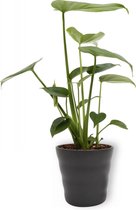 Kamerplant Monstera Deliciosa Tauerii – Gatenplant - ± 30cm hoog – 12 cm diameter - in antraciete pot