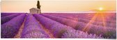 Poster Provence Lavendelveld