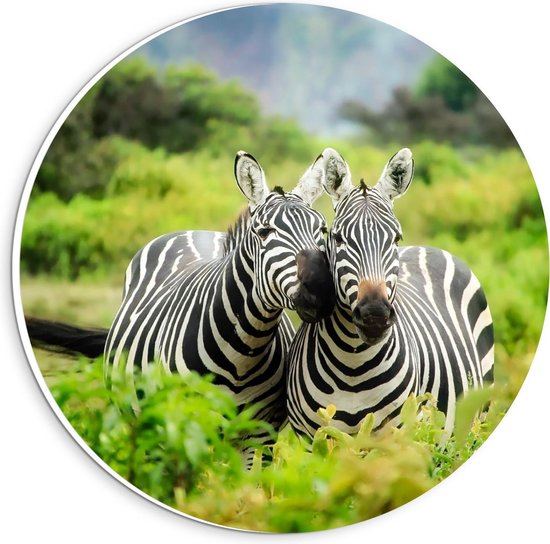 Forex Wandcirkel - Twee Zebra's in de Groene Natuur - 20x20cm Foto op Wandcirkel (met ophangsysteem)