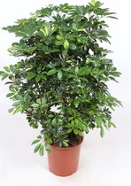 Kamerplant van Botanicly – Schefflera Arboricola Gold Capella – Hoogte: 119 cm