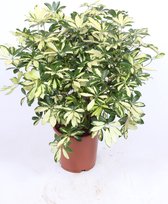 Kamerplant van Botanicly – Vingersboom – Hoogte: 80 cm – Schefflera Trinette