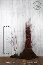 25 stuks | Bonte Kornoelje Blote wortel 60-80 cm - Bladverliezend - Bloeiende plant - Groeit breed uit - Informele haag