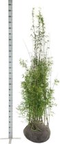 5 stuks | Fargesia jiuzhaigou Kluit 175-200 cm - Groeit breed uit - Prachtige herfstkleur - Snelle groeier - Zeer winterhard