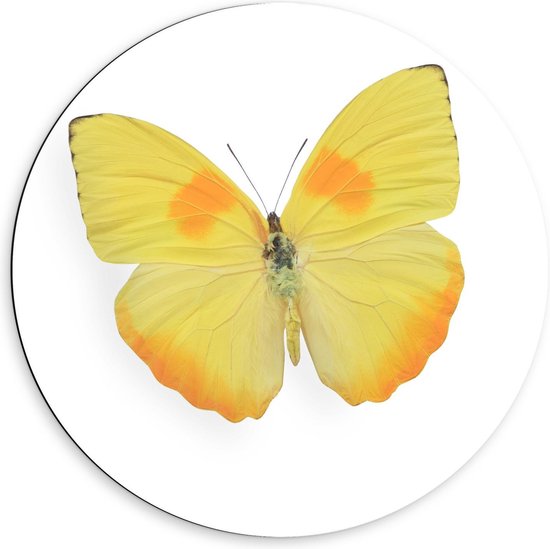 Dibond Wandcirkel - Geel met Oranje Vlinder op Witte Achtergrond - 60x60cm Foto op Aluminium Wandcirkel (met ophangsysteem)