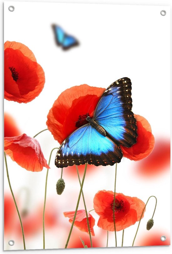 Tuinposter – Blauwe met Zwarte Vlinder op Rode Bloem - 60x90cm Foto op Tuinposter  (wanddecoratie voor buiten en binnen)
