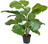 Plante artificielle Tetrastigma 40 cm