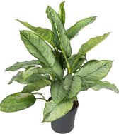 Aglaonema B.J. Freedman 70 cm