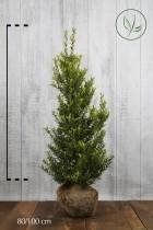 10 stuks | Japanse hulst Blondie ® Kluit 80-100 cm | Standplaats: Halfschaduw/Schaduw/Volle zon | Latijnse naam: Ilex crenata Blondie ®