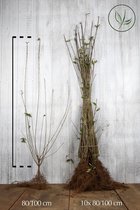 20 stuks | Wintergroene Liguster 'Atrovirens' Blote wortel 80-100 cm - Weinig onderhoud - Bladverliezend - Populair bij vogels - Semi-bladhoudend
