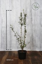 10 stuks | Wintergroene Liguster 'Atrovirens' Pot 40-60 cm - Bladverliezend - Populair bij vogels - Semi-bladhoudend - Weinig onderhoud