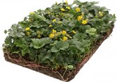 23 stuks | COVERGREEN® Waldsteinia ternata - Bloeiende plant - Weinig onderhoud - Wintergroen - Zeer winterhard