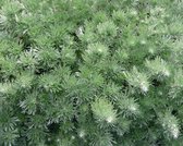 6x Alsem (Artemisia schmidtiana 'Nana') - P9 pot (9x9)