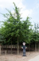 Moeraseik volgroeid Quercus Palustris h 700 cm st. omtrek 27,5 cm