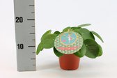 Kamerplant van Botanicly – Pannenkoekenplant – Hoogte: 20 cm – Pilea Peperomioides