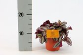 Kamerplant van Botanicly – Vaderplant – Hoogte: 12 cm – Tradescantia Zebrina