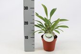 Kamerplant van Botanicly – Myrmecodia Beccarii – Hoogte: 30 cm