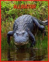 Alligator