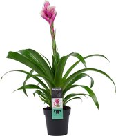 Bloem van Botanicly – Guzmania – Hoogte: 60 cm – Guzmania Candy