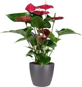 Bloem van Botanicly – Flamingoplant incl. sierpot antraciet als set – Hoogte: 60 cm – Anthurium Andreanum Success Red