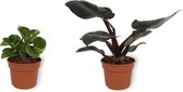 Set van 2 Kamerplanten -  Philodendron Black Cardinal & Peperomia Green Gold  - ±  25cm hoog - 12cm diameter