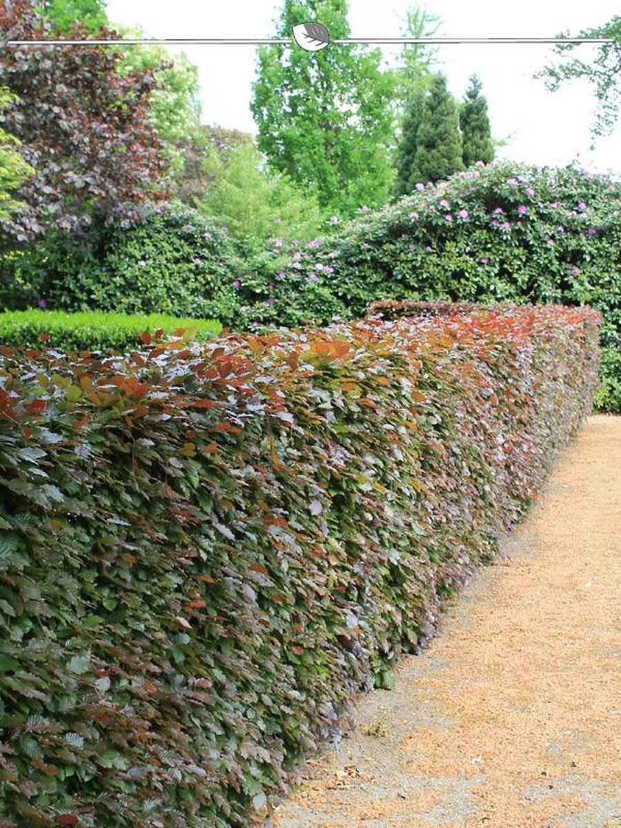 Rode Beuk Fagus sylvatica Atropunicea 60-80 cm Blote wortel, 300x Haagplant