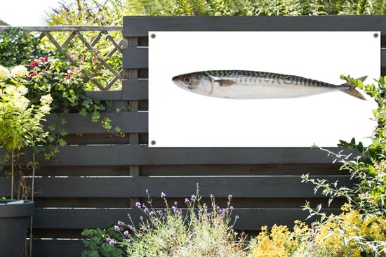 Muurdecoratie Een losse makreel met een witte achtergrond - 180x120 cm - Tuinposter - Tuindoek - Buitenposter