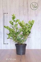 10 stuks | Laurier Mano Pot 40-50 cm | Standplaats: Half-schaduw | Latijnse naam: Prunus laurocerasus Mano
