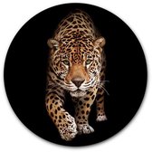 Wandcirkel Panter op hout - WallCatcher | Multiplex 60 cm rond | Houten muurcirkel Wild Panther