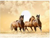 Fotobehang - Running Paarden 400x309cm - Vliesbehang
