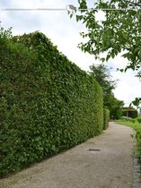 Haagbeuk Carpinus betulus 150-175 cm in Pot, 30x Haagplant