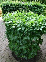 Groene Beuk Fagus sylvatica 125-150 cm in Pot, 5x Haagplant